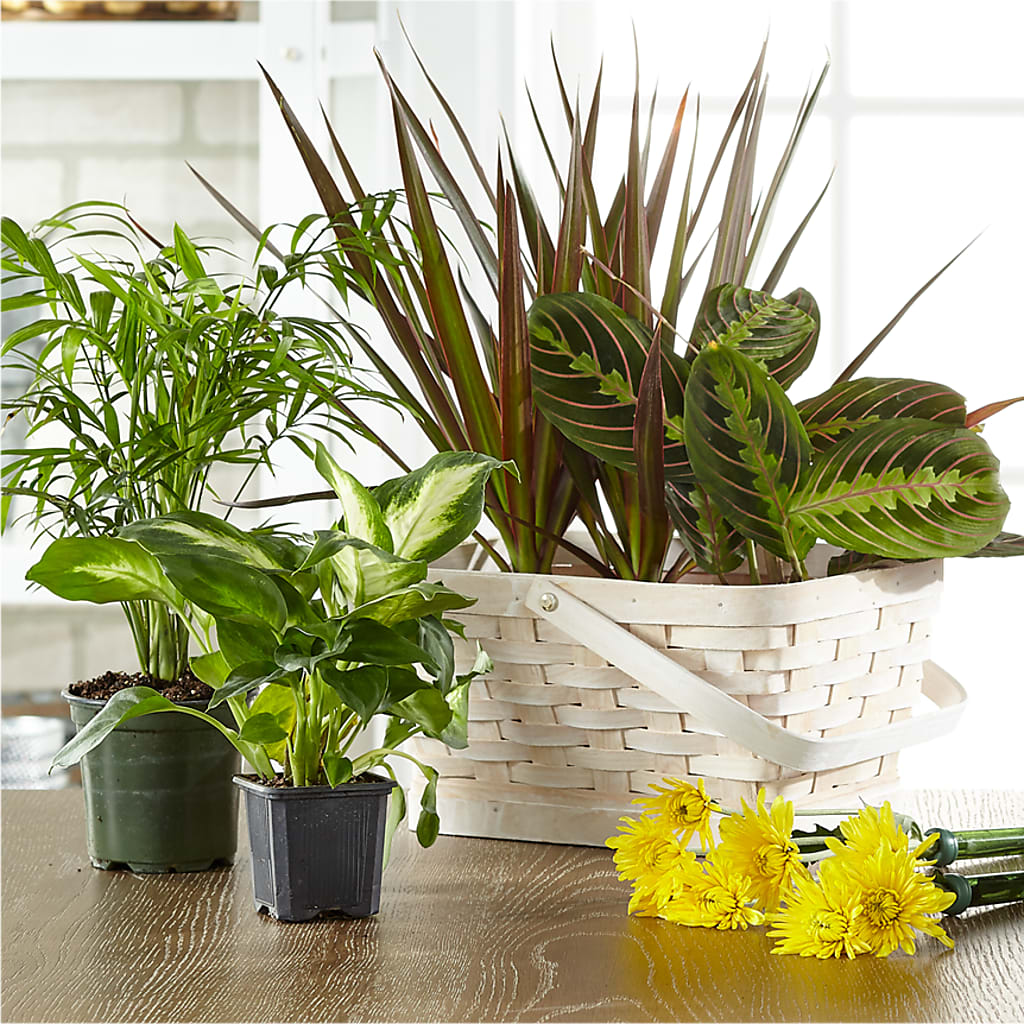 Florist Designed Blooming and Green Plants in a Basket – Rosehaus Floral, Suamico WI