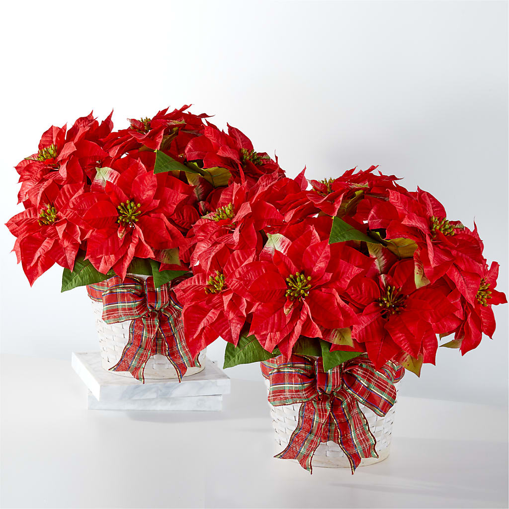 Happiest Holidays Poinsettia Bundle – Rosehaus Floral, Suamico WI