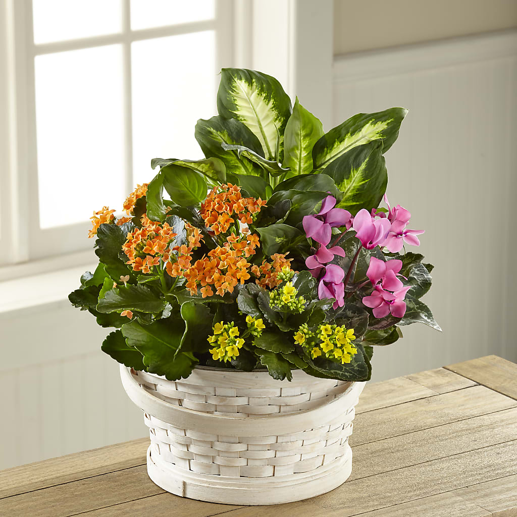 Color Crush Dishgarden – Rosehaus Floral, Suamico WI