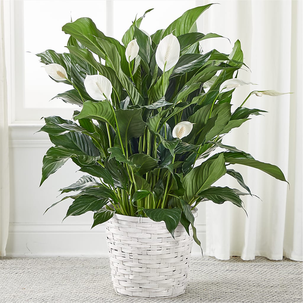 A New Leaf Peace Lily – Rosehaus Floral, Suamico WI
