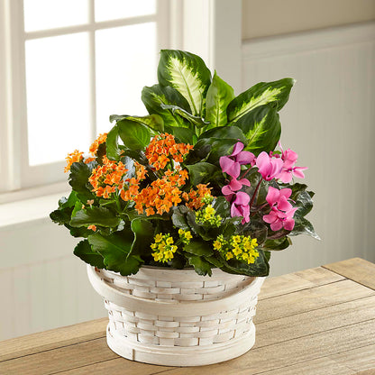 Color Crush Dishgarden –  Rosehaus Floral, Suamico WI