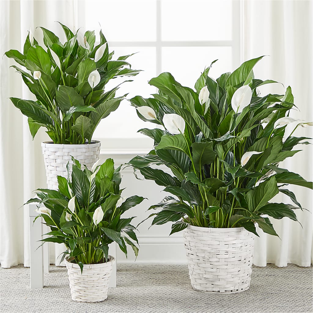 A New Leaf Peace Lily –  Rosehaus Floral, Suamico WI